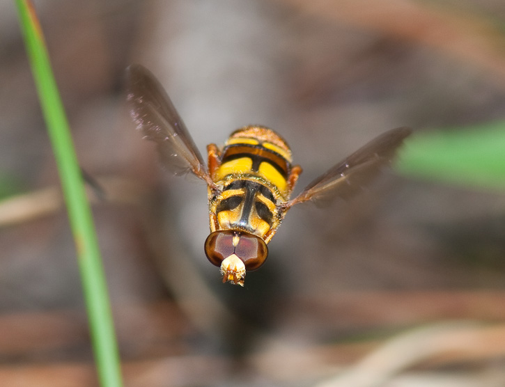 Yellowjacket Hover Fly (Milesia virginiensis)